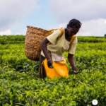 AgriSETA Plant Production Learnership 2026 – Grade 12 Applicants Can Earn Up to R4,200 Monthly Screenshot 2026-08-28 at 00-24-27 Home - AgriSETA